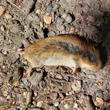 Attēlu rezultāti vaicājumam “Myodes glareolus”