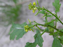 Attēlu rezultāti vaicājumam “Rorippa palustris fruit”