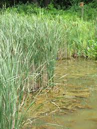 Attēlu rezultāti vaicājumam “Typha angustifolia  leaf”