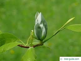 Attēlu rezultāti vaicājumam “Magnolia acuminata bud”