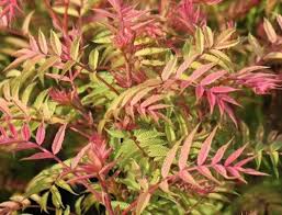 Attēlu rezultāti vaicājumam “Sorbaria sorbifolia flower”