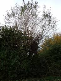 Attēlu rezultāti vaicājumam “Salix triandra”