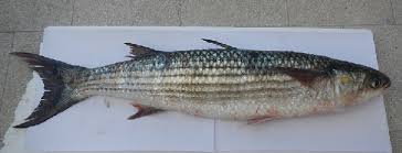 Image result for Liza aurata