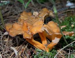 Attēlu rezultāti vaicājumam “Cantharellus lutescens”