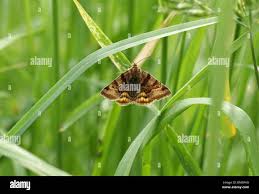 Attēlu rezultāti vaicājumam “Euclidia glyphica”