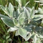 Attēlu rezultāti vaicājumam “Salix lapponum leaf”