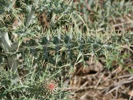 Attēlu rezultāti vaicājumam “Cirsium x rigens leaf”