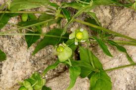 Attēlu rezultāti vaicājumam “Silene baccifera fruit”