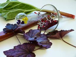 Attēlu rezultāti vaicājumam “Rheum rhabarbarum leaf”