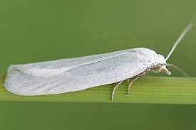 Attēlu rezultāti vaicājumam “Eana argentana”