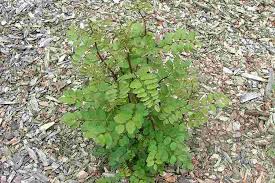 Attēlu rezultāti vaicājumam “Robinia”