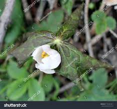 Attēlu rezultāti vaicājumam “Podophyllum hexandrum flower”