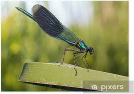 Attēlu rezultāti vaicājumam “Calopteryx splendens”