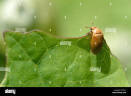 Attēlu rezultāti vaicājumam “Byturus tomentosus”