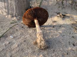 Attēlu rezultāti vaicājumam “Peziza ammophila”