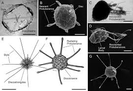 Attēlu rezultāti vaicājumam “Tubifera magna young”