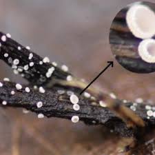 Attēlu rezultāti vaicājumam “Hymenoscyphus imberbis”