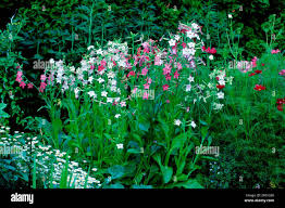 Image result for Nicotiana x sanderae `Perfume`F1