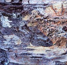 Attēlu rezultāti vaicājumam “Cleora cinctaria”