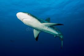 Image result for Carcharhinus perezii