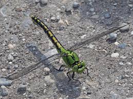 Attēlu rezultāti vaicājumam “Ophiogomphus cecilia”