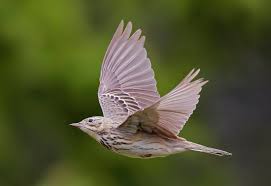 Attēlu rezultāti vaicājumam “Anthus trivialis”