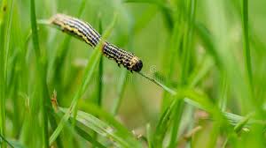 Attēlu rezultāti vaicājumam “Abraxas sylvata larva”
