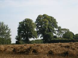 Attēlu rezultāti vaicājumam “Ulmus minor f. suberosa”