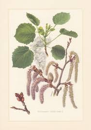 Attēlu rezultāti vaicājumam “Populus x lettland”