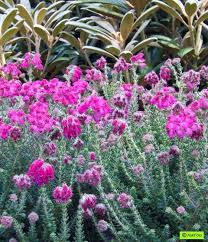 Attēlu rezultāti vaicājumam “Erica tetralix flower”