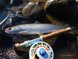 Image result for Salvelinus alpinus taranetzi