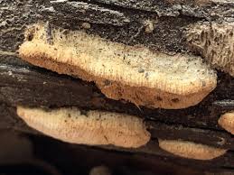 Attēlu rezultāti vaicājumam “Antrodia macra”