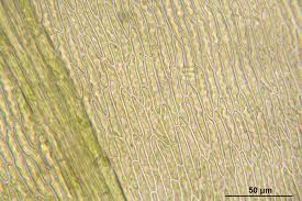 Attēlu rezultāti vaicājumam “Straminergon stramineum”