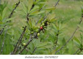 Attēlu rezultāti vaicājumam “Daphne mezereum leaf”