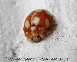 Attēlu rezultāti vaicājumam “Calvia decemguttata larva”