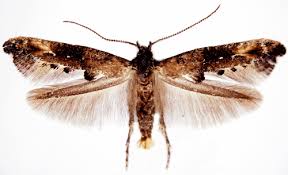 Attēlu rezultāti vaicājumam “Epermeniidae”