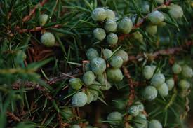 Attēlu rezultāti vaicājumam “Juniperus communis fruit”