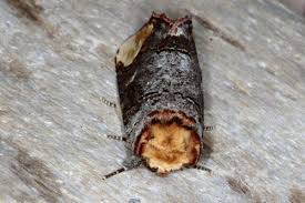 Attēlu rezultāti vaicājumam “Phalera bucephala”