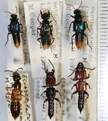 Attēlu rezultāti vaicājumam “Staphylinidae”