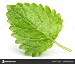 Attēlu rezultāti vaicājumam “Melissa officinalis leaf”