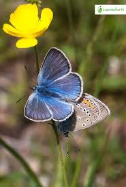 Attēlu rezultāti vaicājumam “Agrodiaetus amandus female”