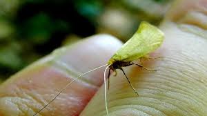 Attēlu rezultāti vaicājumam “Nematopogon sp.”
