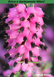 Attēlu rezultāti vaicājumam “Erica x darleyensis flower”