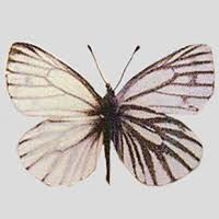 Attēlu rezultāti vaicājumam “Pieris napi underside”