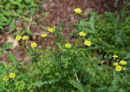 Attēlu rezultāti vaicājumam “Lapsana communis flower”