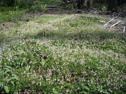 Attēlu rezultāti vaicājumam “Linnaea borealis”