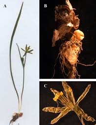 Attēlu rezultāti vaicājumam “Gagea pratensis flower”