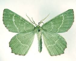 Attēlu rezultāti vaicājumam “Thalera fimbrialis”