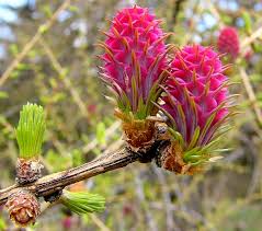 Attēlu rezultāti vaicājumam “Larix decidua flower”