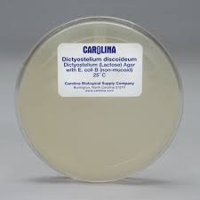 Attēlu rezultāti vaicājumam “Didymium spongiosum var. dictyospora”